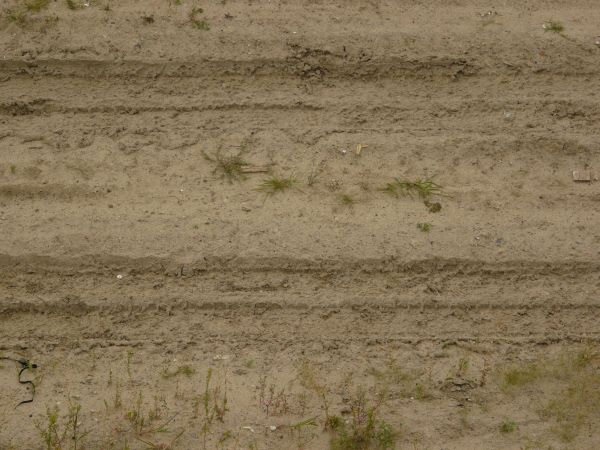 Road texture of loose, beige sand with tire marks and small tufts of green grass.